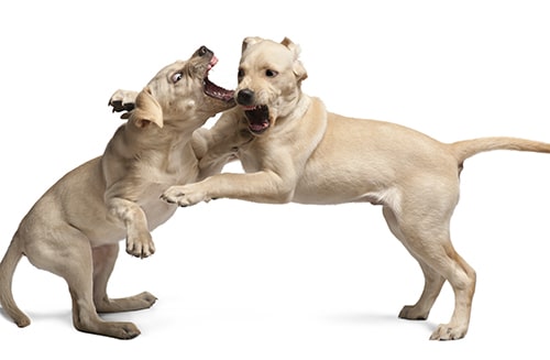 tratamientos perros agresivos